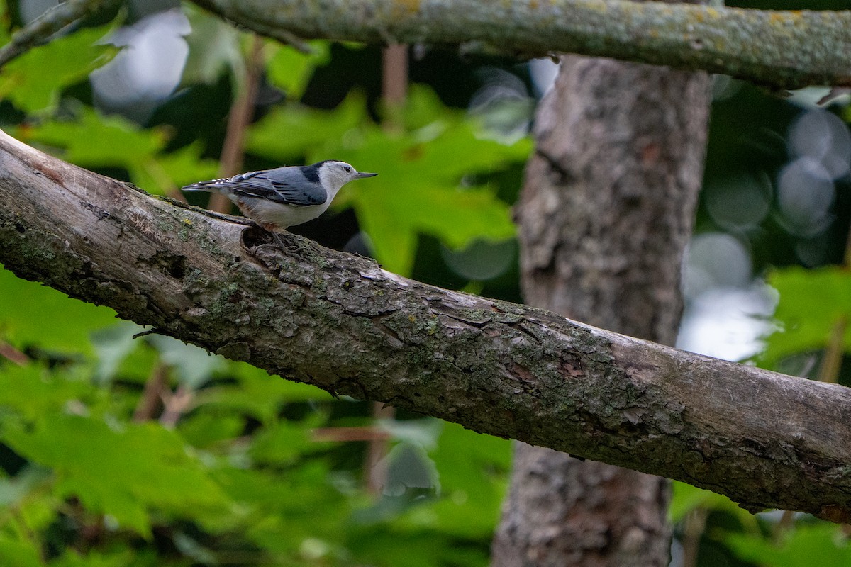 White-breasted Nuthatch - ML642506985