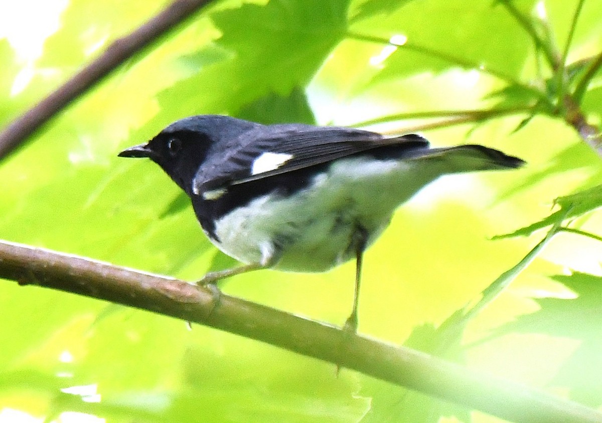 Black-throated Blue Warbler - ML642506986