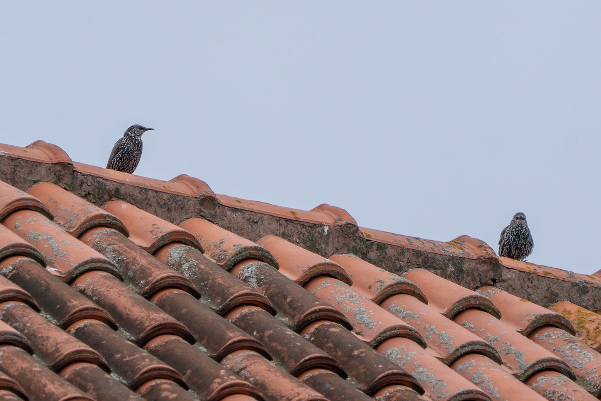 European Starling - ML642506990