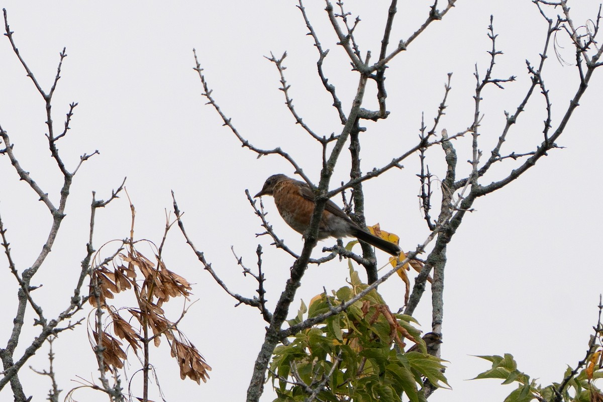 American Robin - ML642506993