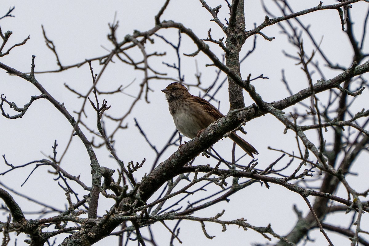 White-throated Sparrow - ML642507006