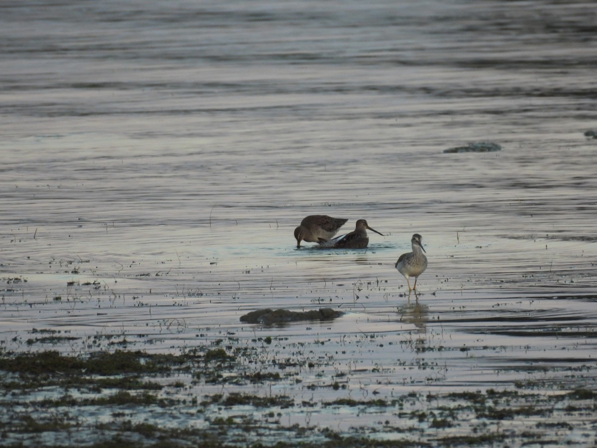 Long-billed Dowitcher - ML642507074