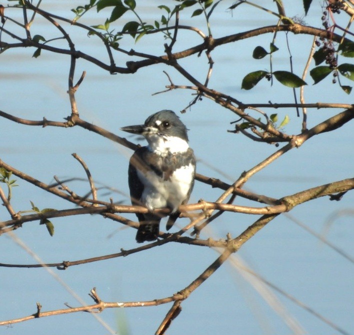 Belted Kingfisher - ML642507081