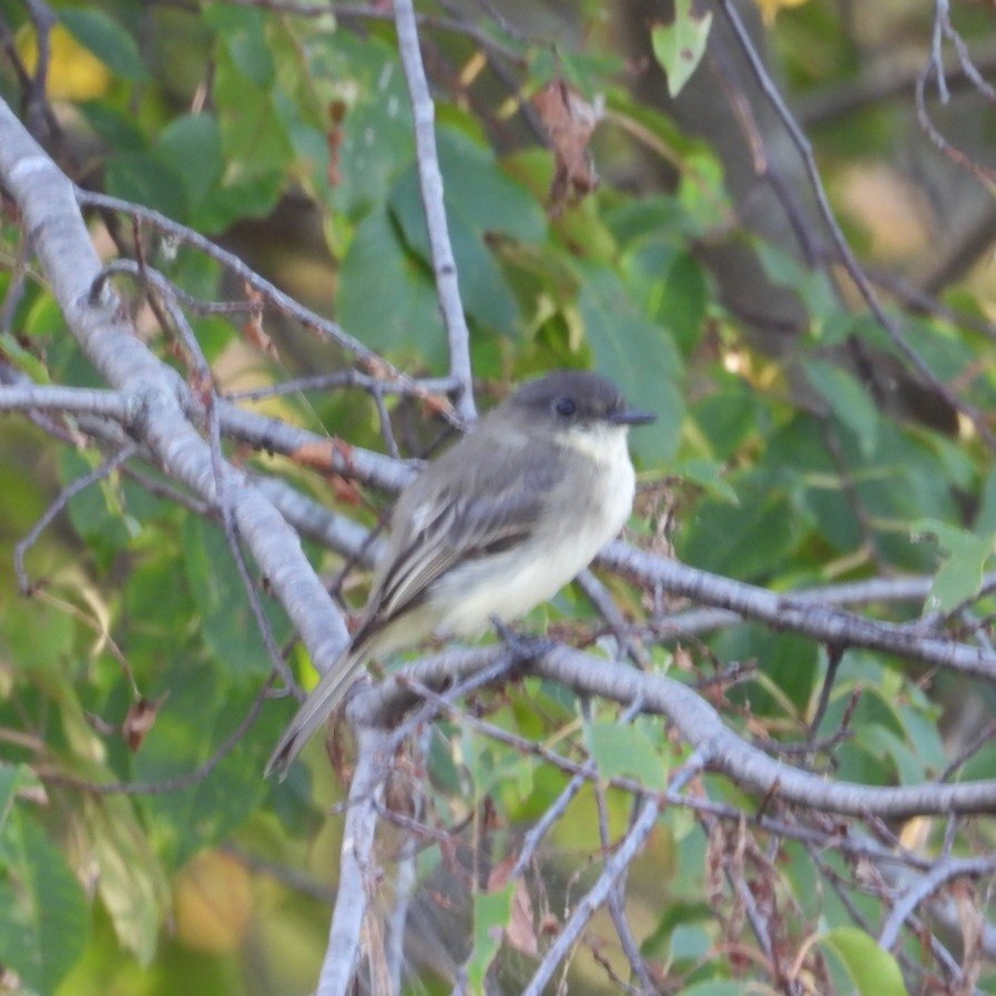 Eastern Phoebe - ML642507094