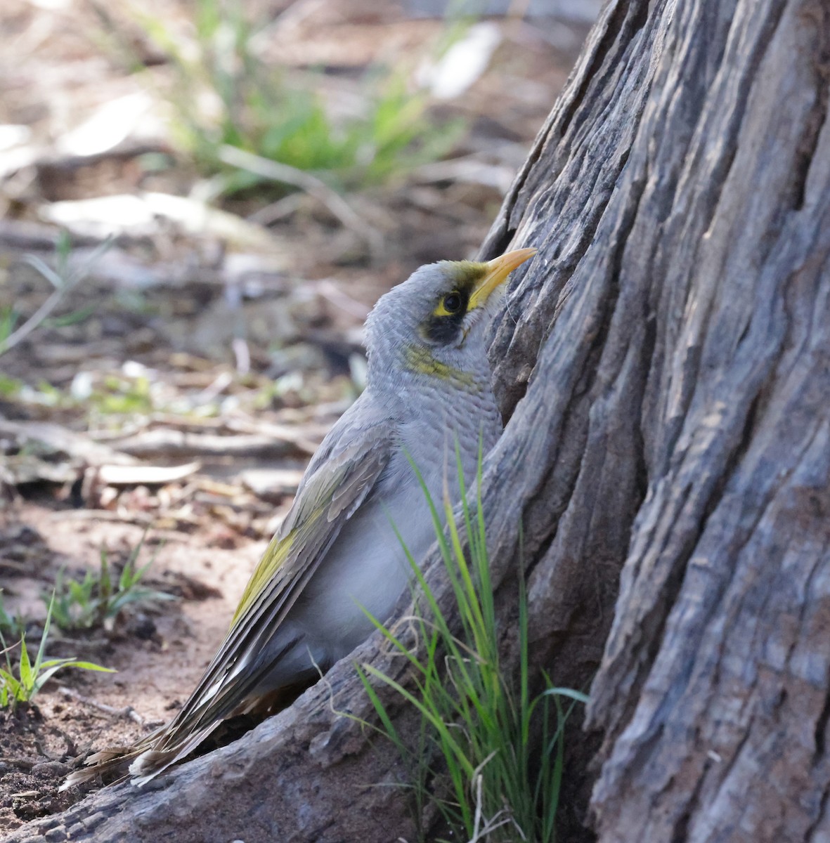 Yellow-throated Miner - ML642507098