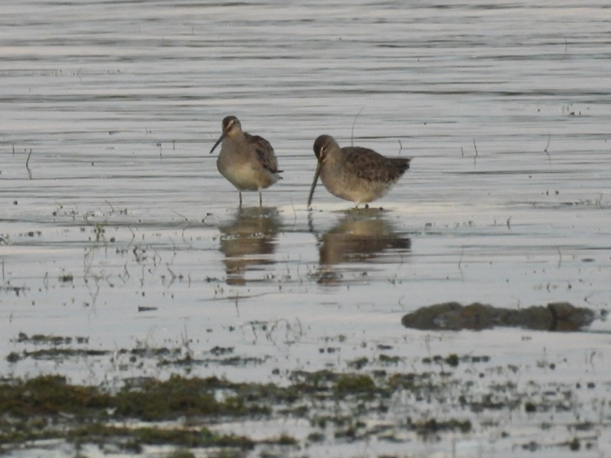 Long-billed Dowitcher - ML642507099