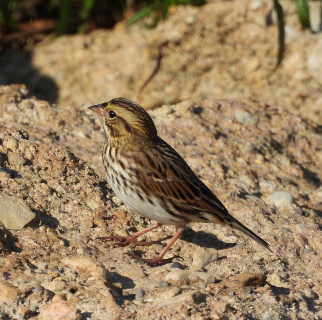 Savannah Sparrow - ML642507102