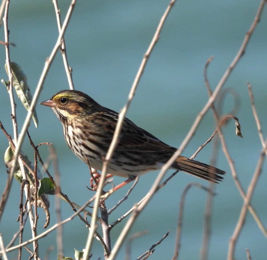 Savannah Sparrow - ML642507103