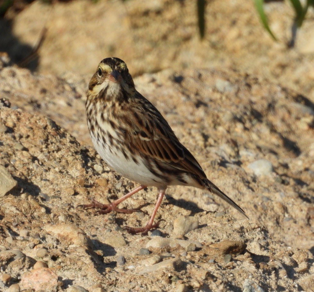 Savannah Sparrow - ML642507104