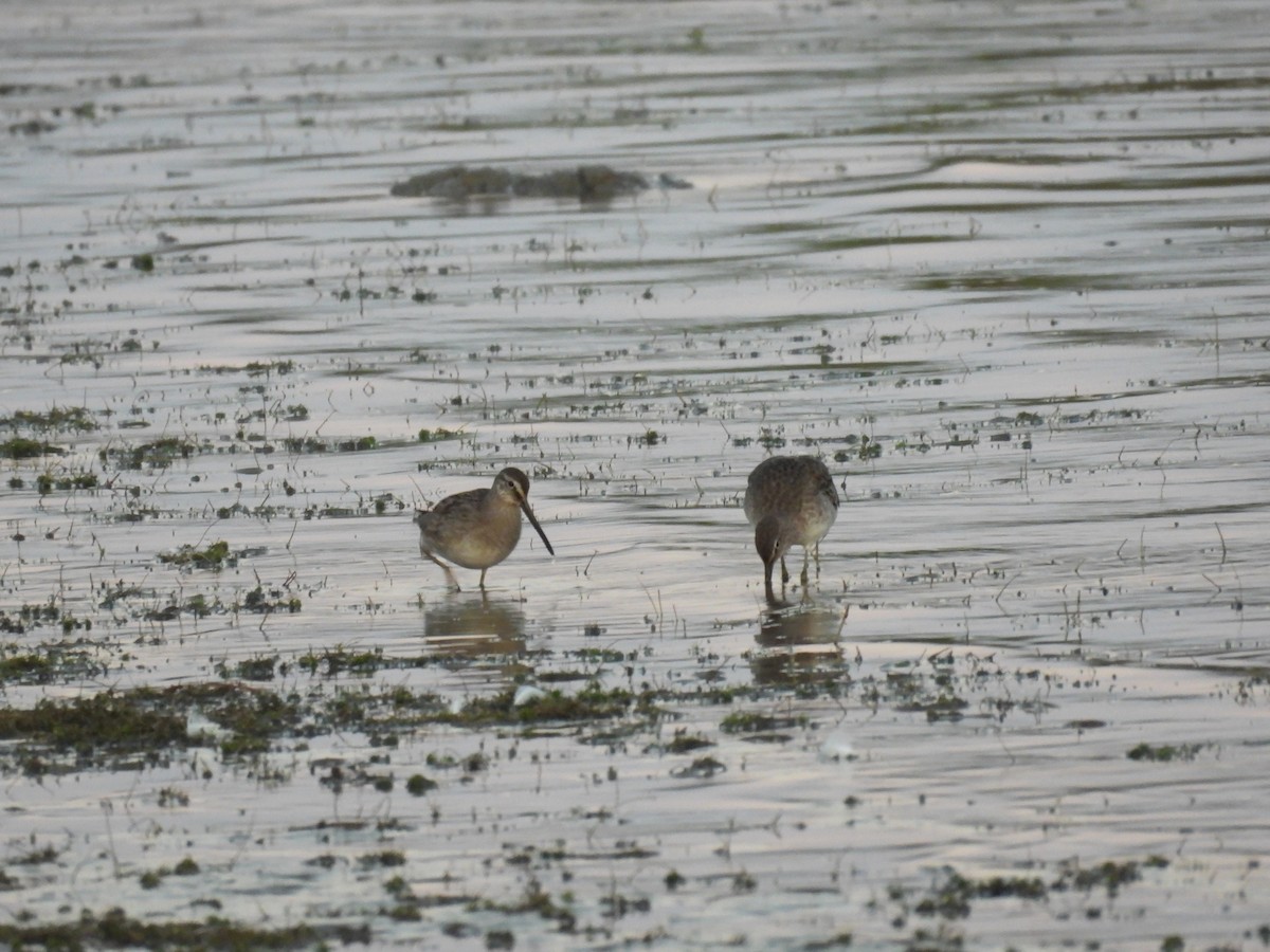 Long-billed Dowitcher - ML642507117