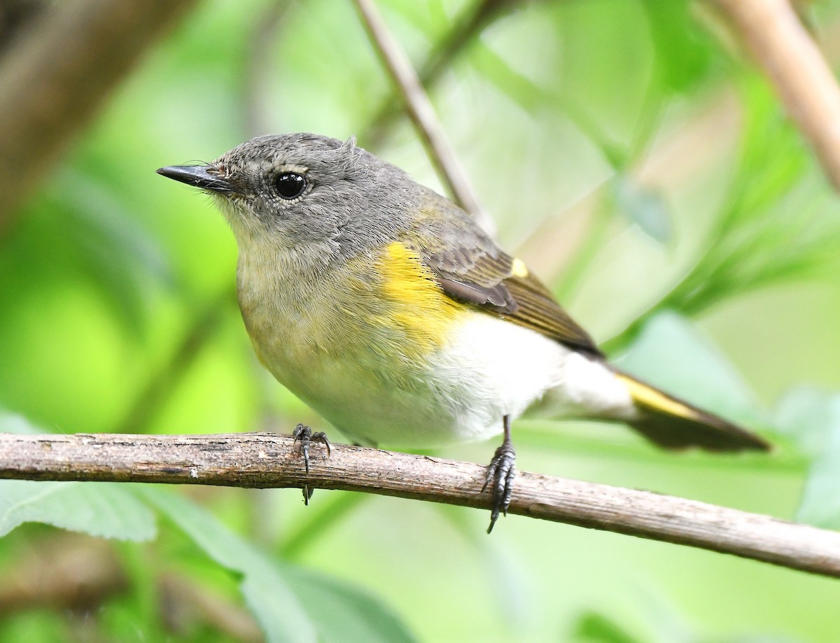 American Redstart - ML642507142