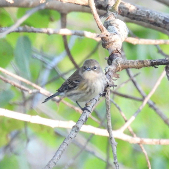Yellow-rumped Warbler - ML642507145