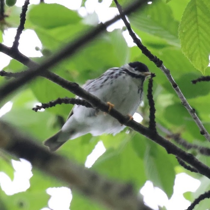 Blackpoll Warbler - ML642507154