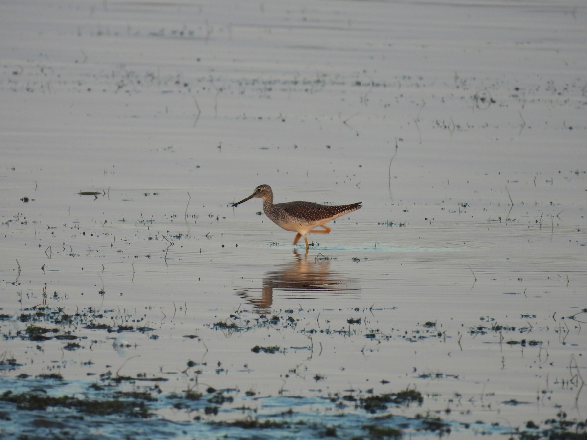 Greater Yellowlegs - ML642507174