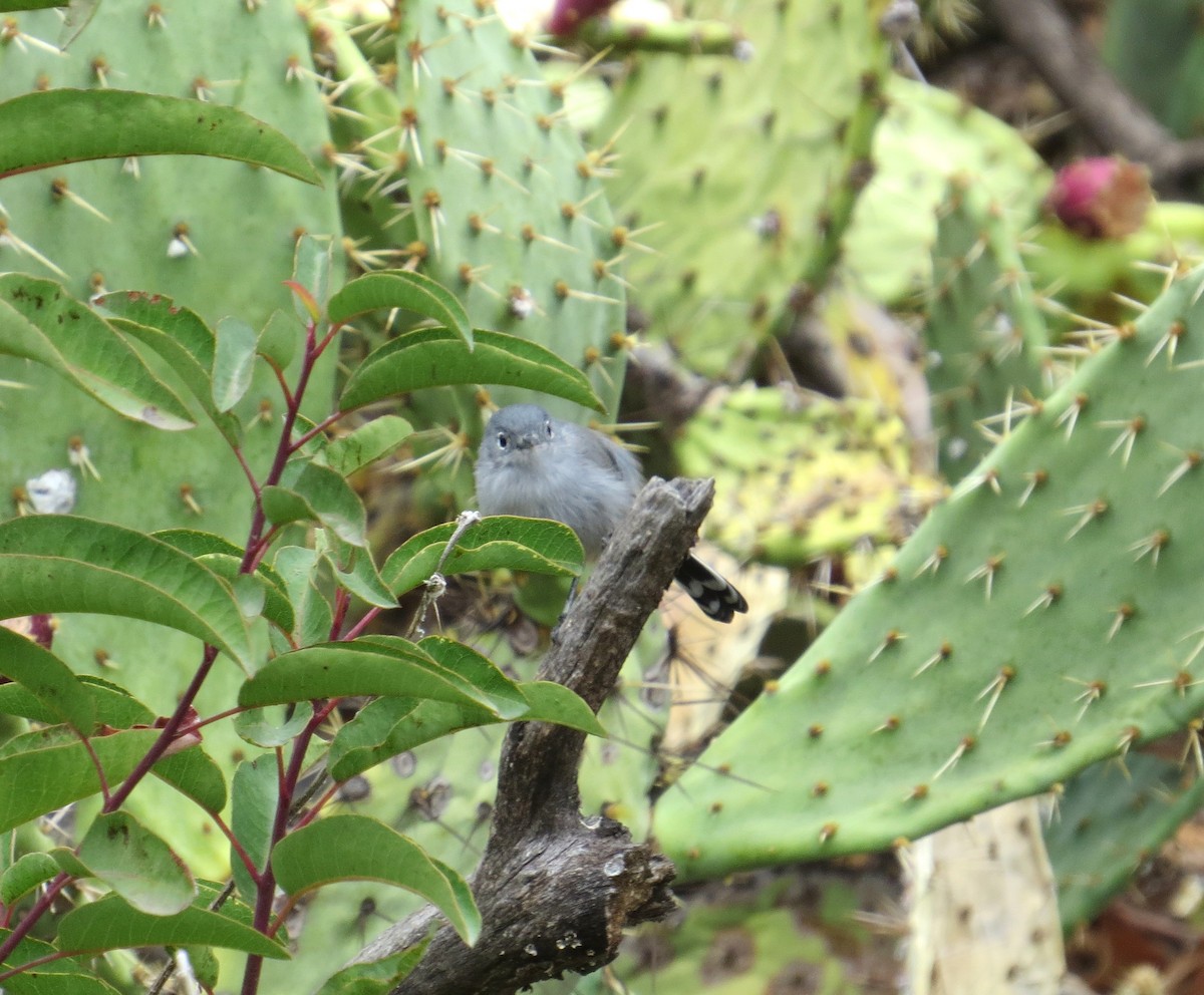 California Gnatcatcher - ML642507184