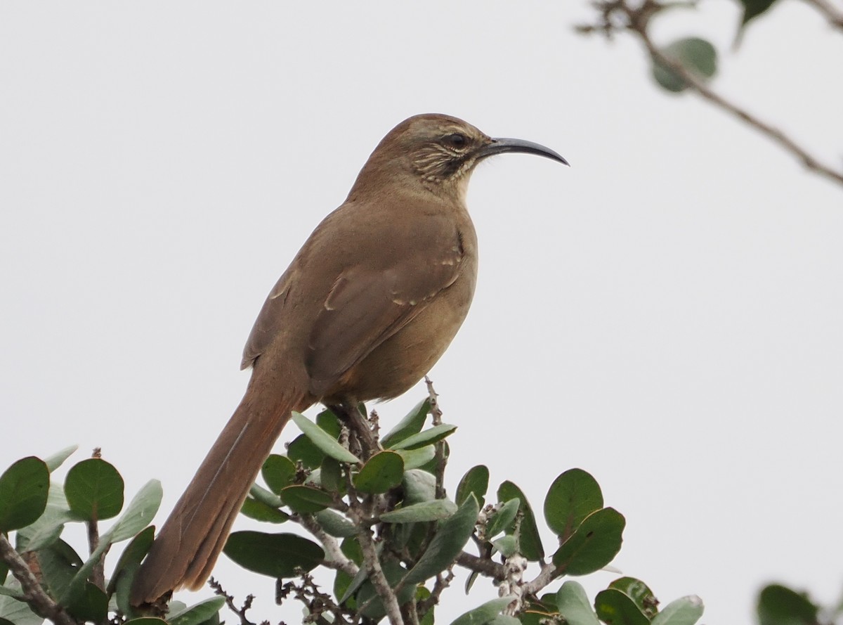 California Thrasher - ML642507189