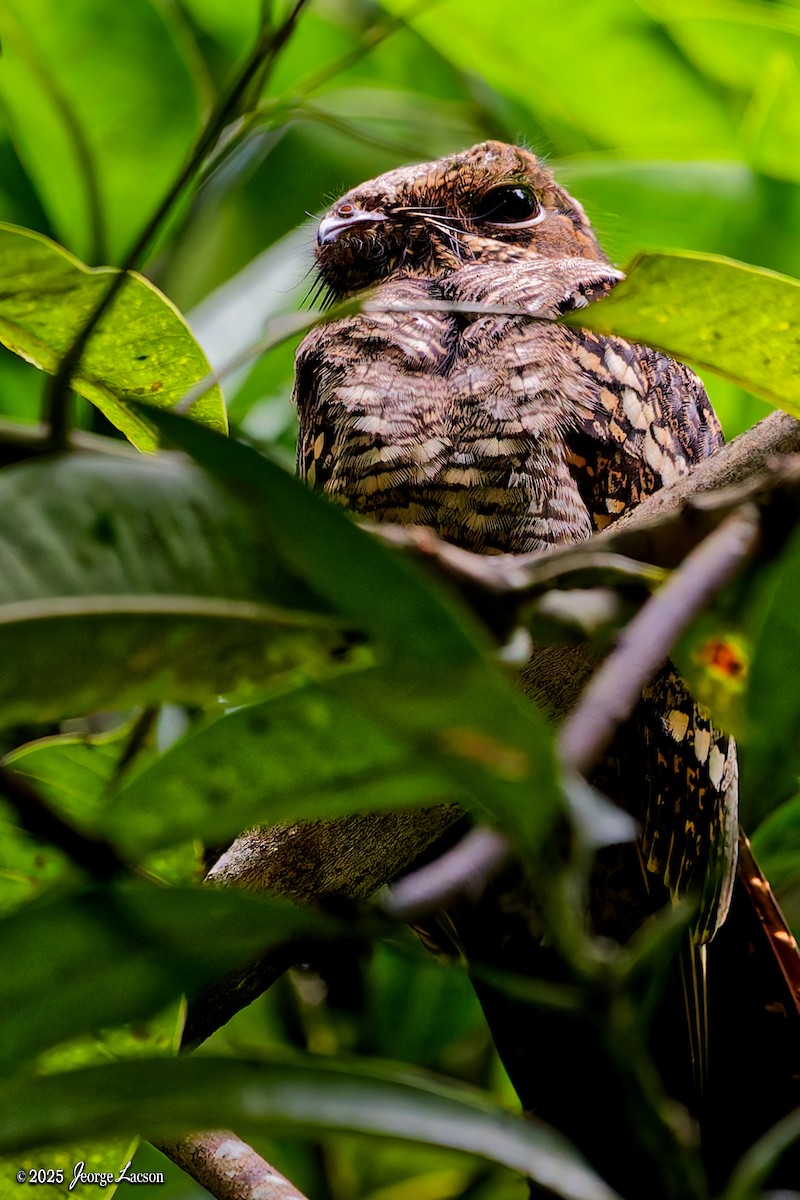 Philippine Nightjar - ML642507208