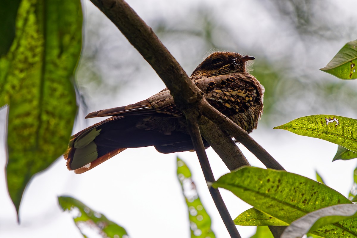 Philippine Nightjar - ML642507209