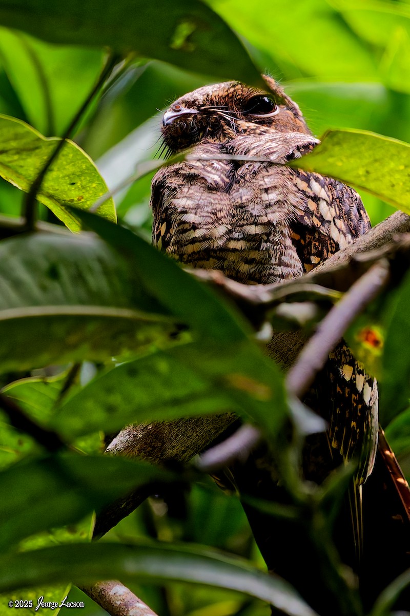Philippine Nightjar - ML642507210