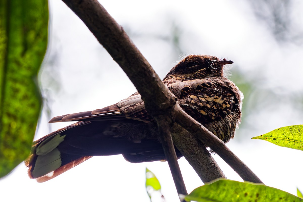 Philippine Nightjar - ML642507211