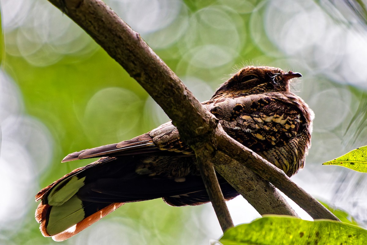 Philippine Nightjar - ML642507212