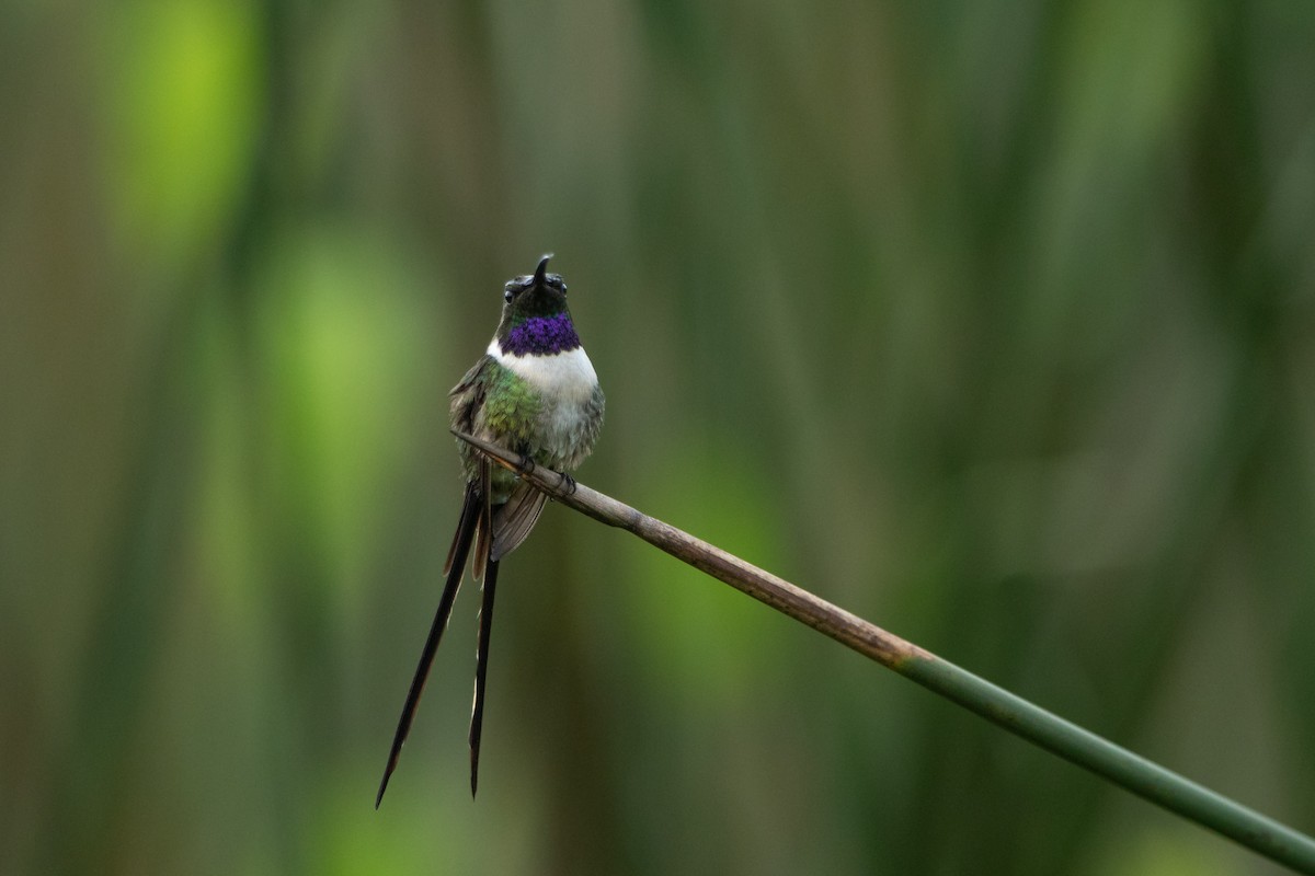 Slender Sheartail - ML642507215