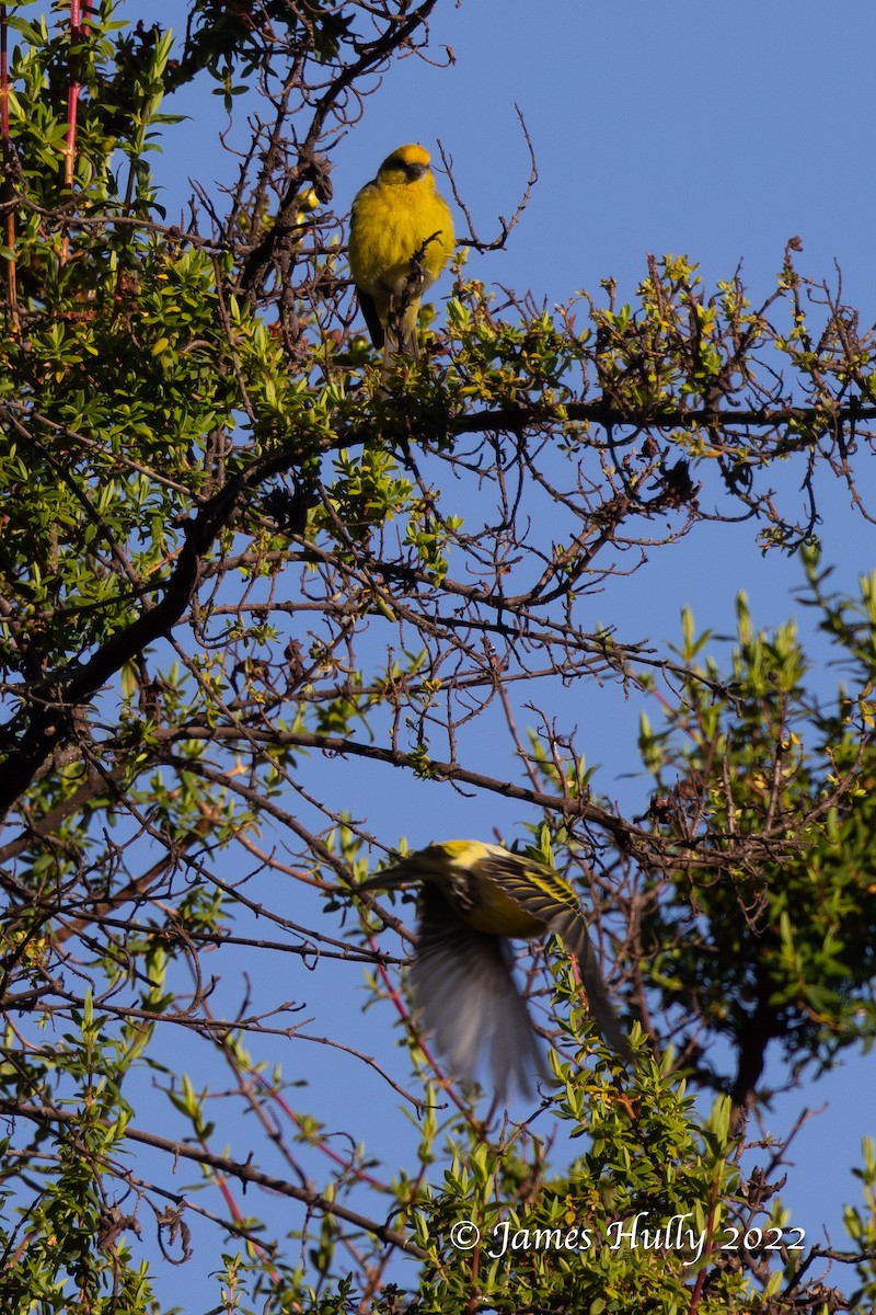 Yellow-crowned Canary - ML642507216