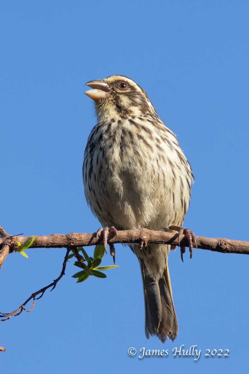 Streaky Seedeater - ML642507240