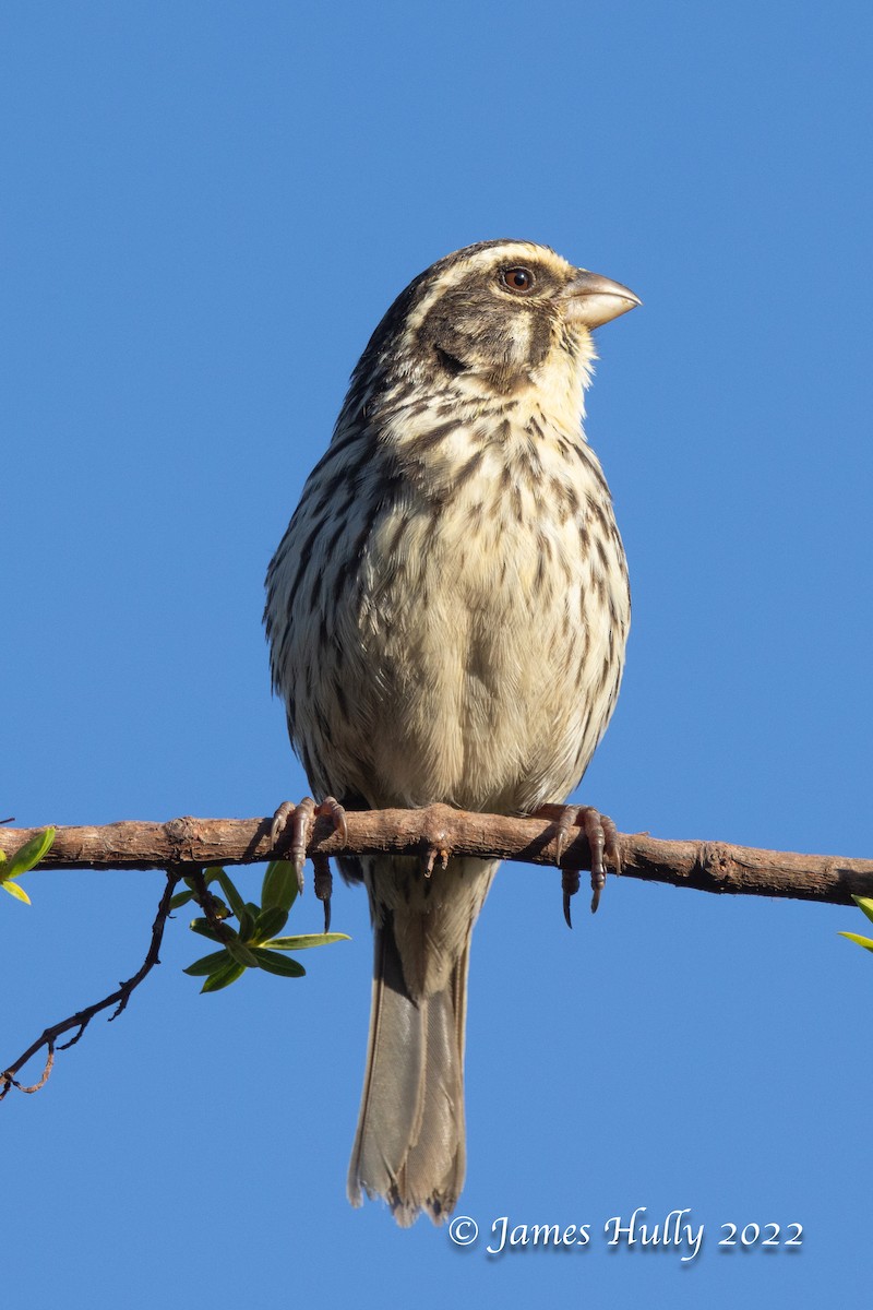 Streaky Seedeater - ML642507244