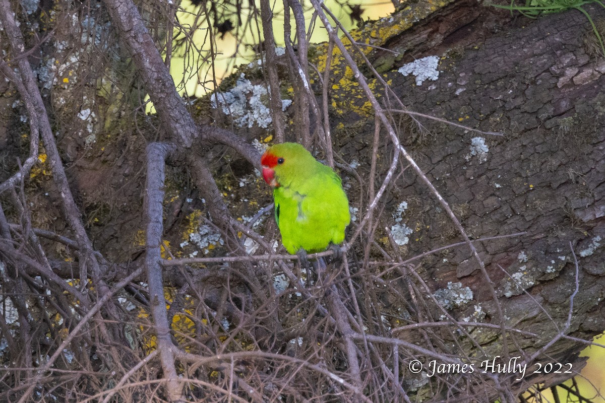 Black-winged Lovebird - ML642507262