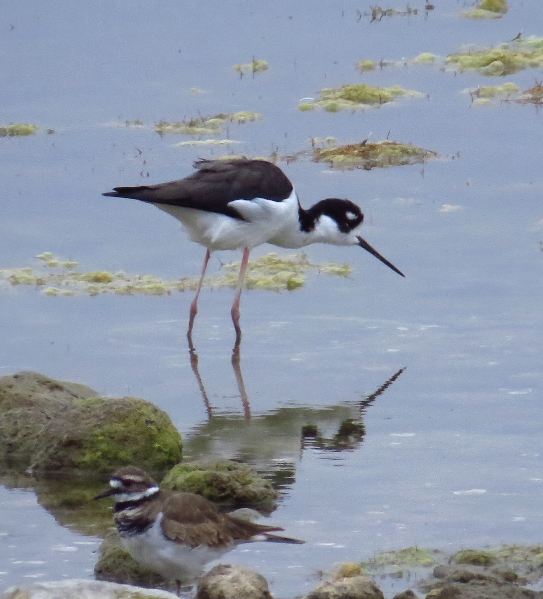 Black-necked Stilt - ML642507277