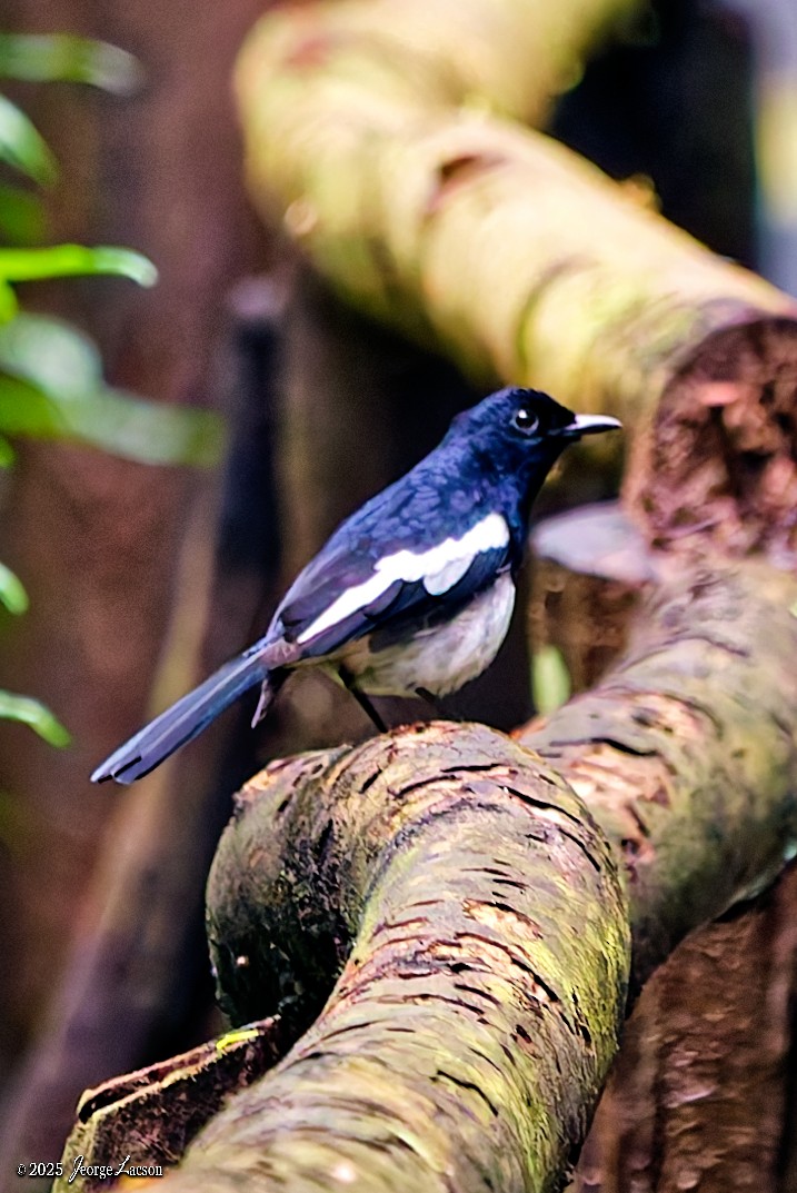 Philippine Magpie-Robin - ML642507281