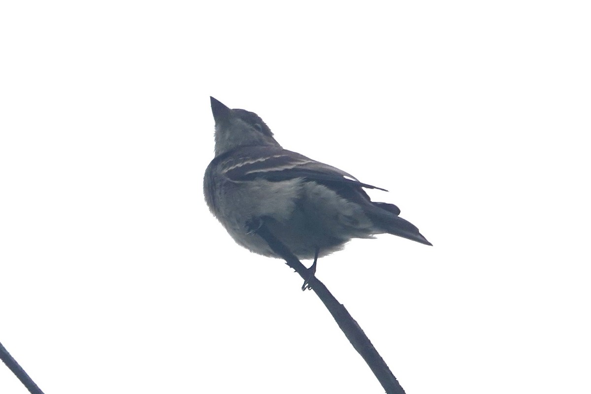 Willow Flycatcher - ML642507293