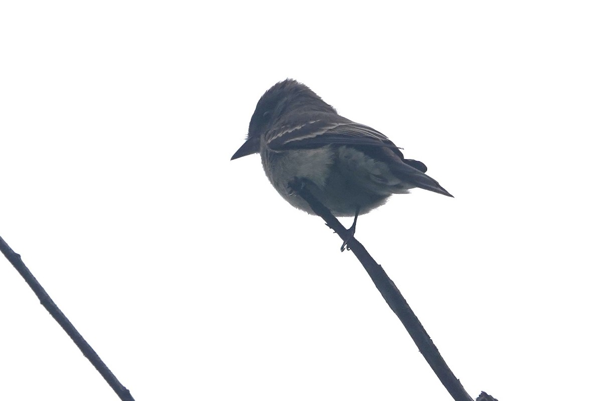 Willow Flycatcher - ML642507294