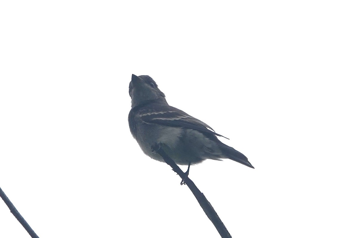 Willow Flycatcher - ML642507295