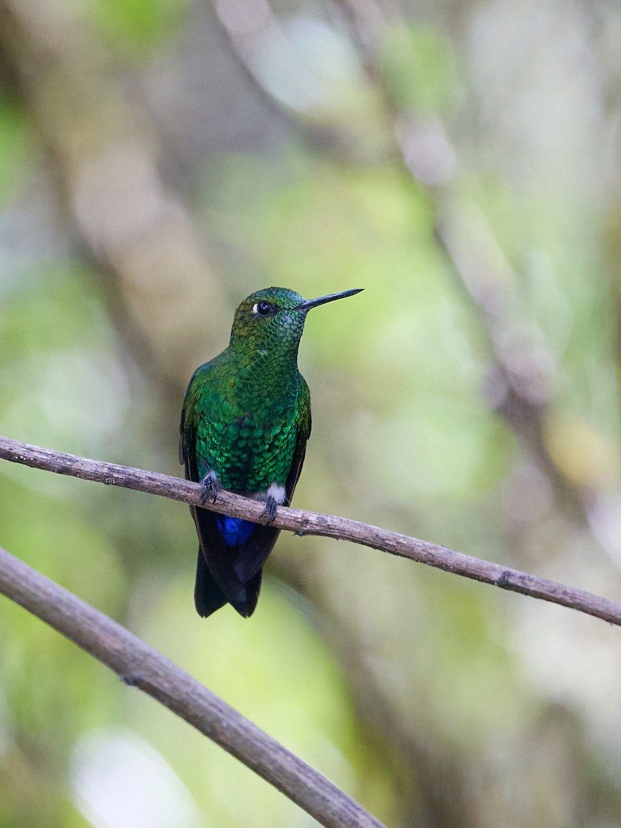 Sapphire-vented Puffleg (Coppery-naped) - ML642507297