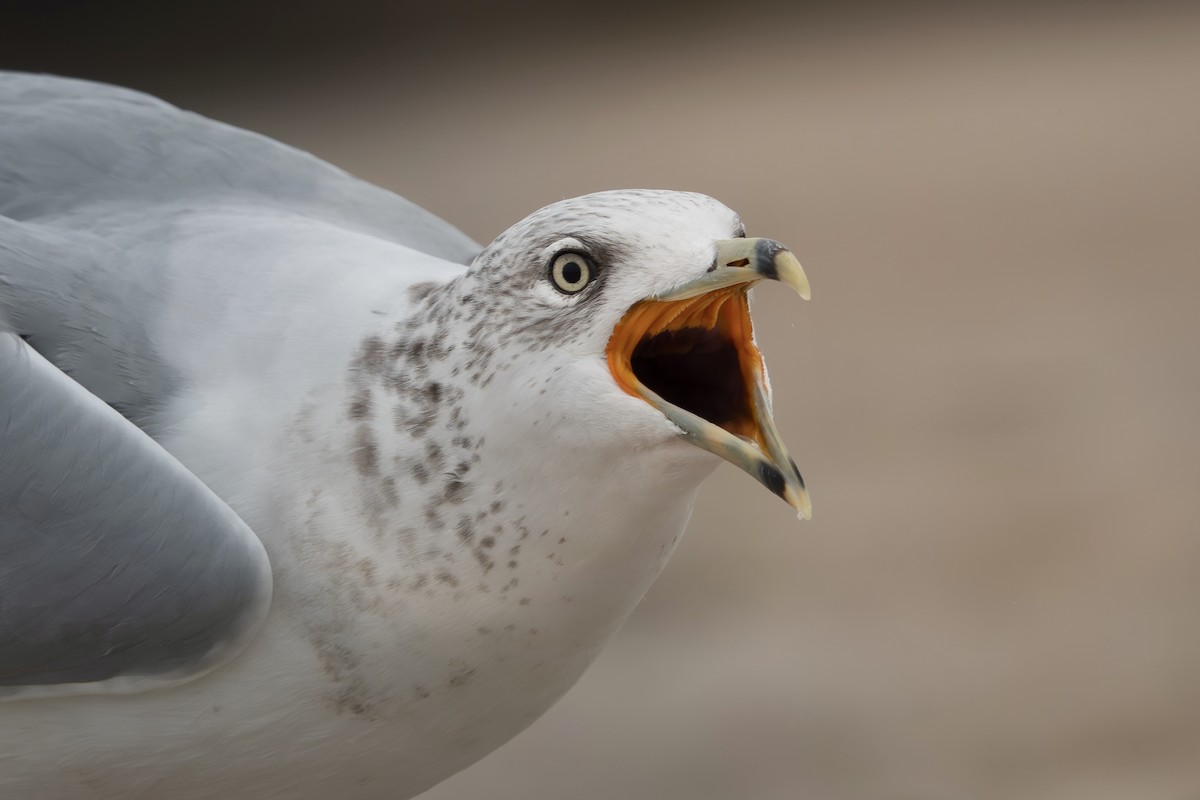 Ring-billed Gull - ML642507312
