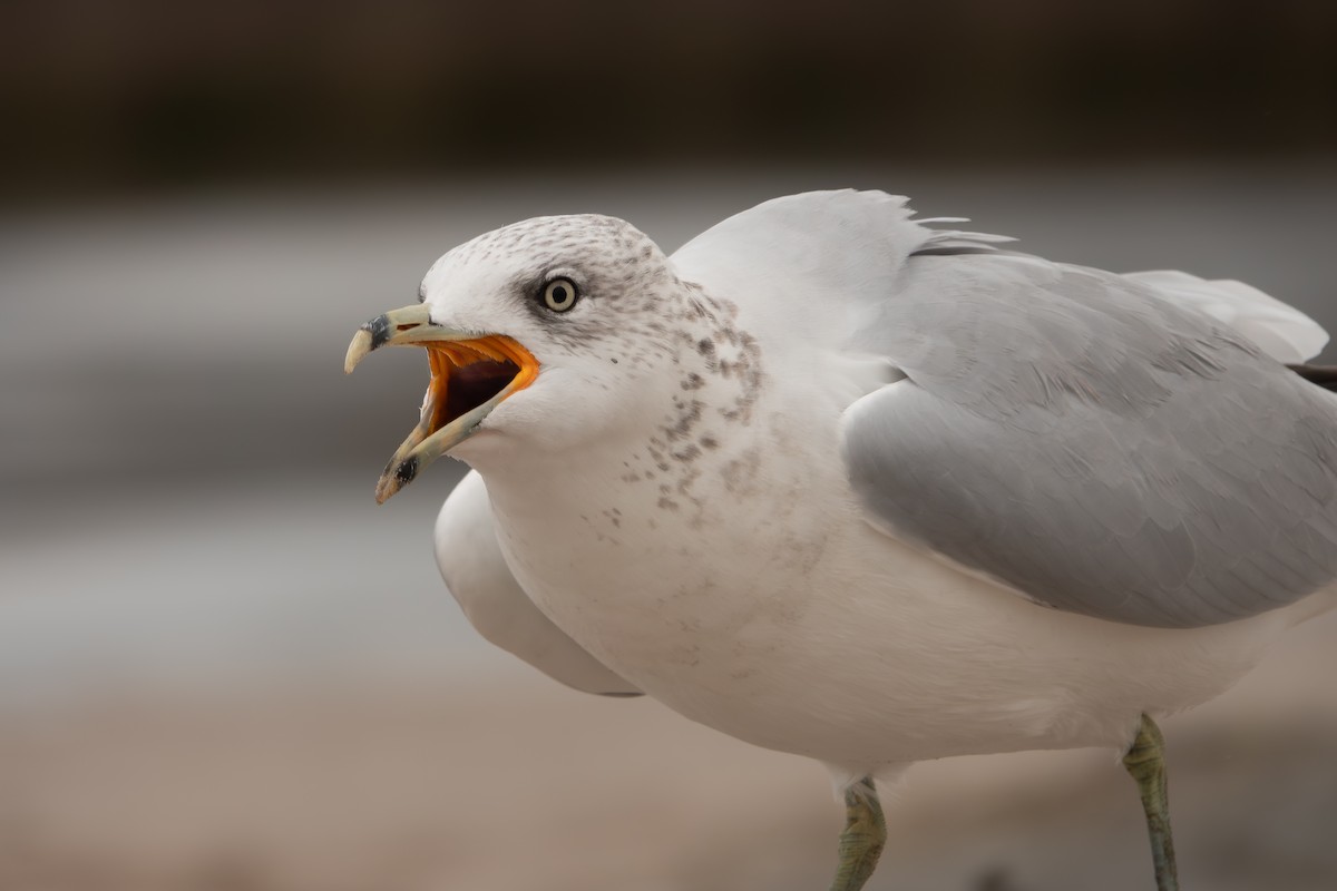 Ring-billed Gull - ML642507313