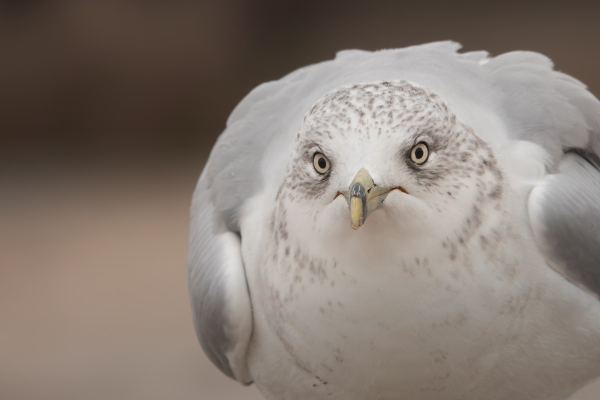 Ring-billed Gull - ML642507315