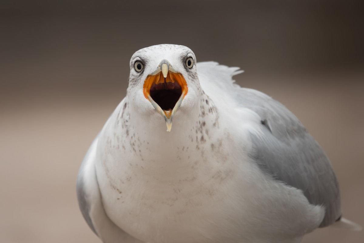 Ring-billed Gull - ML642507316