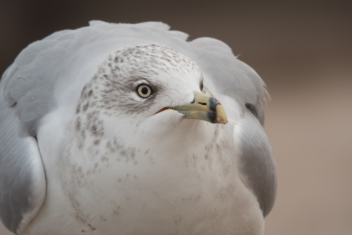 Ring-billed Gull - ML642507317
