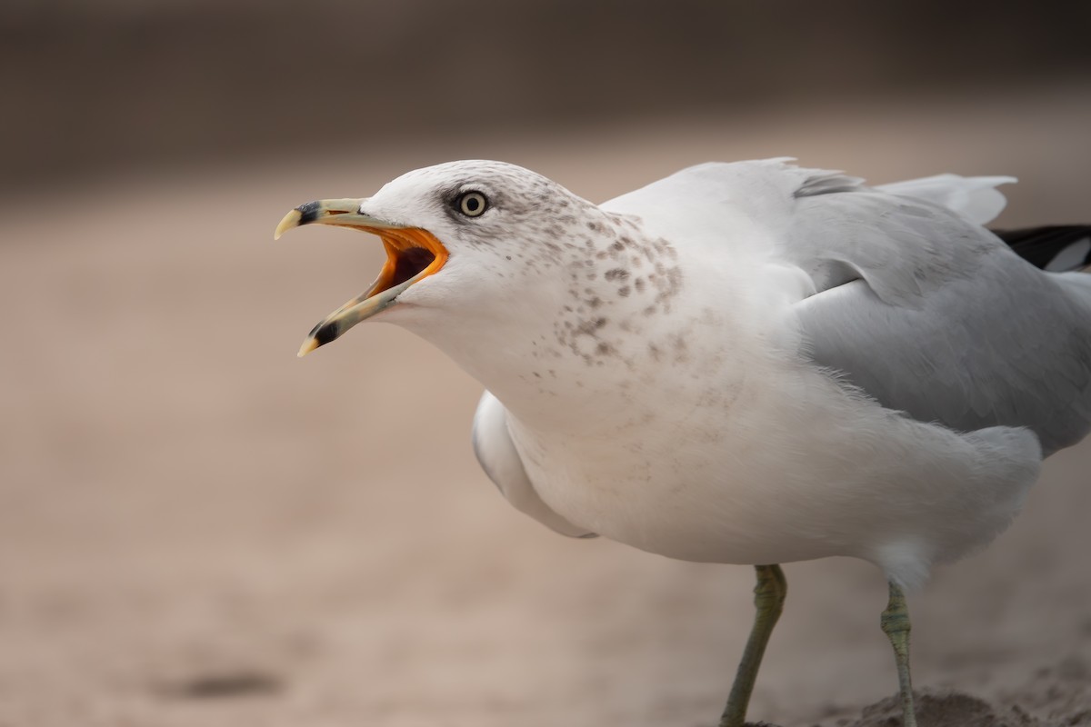 Ring-billed Gull - ML642507318
