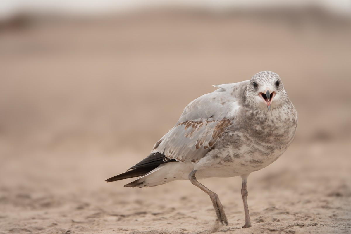 Ring-billed Gull - ML642507319