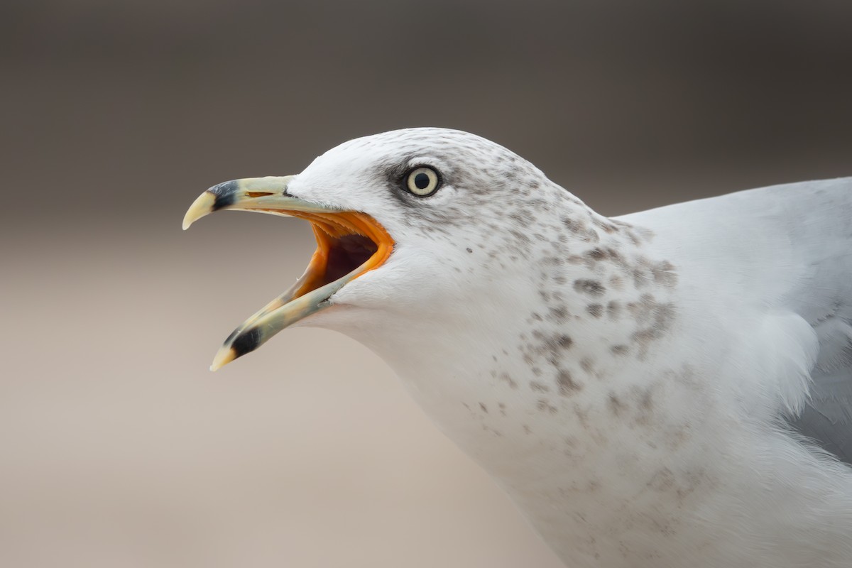 Ring-billed Gull - ML642507320