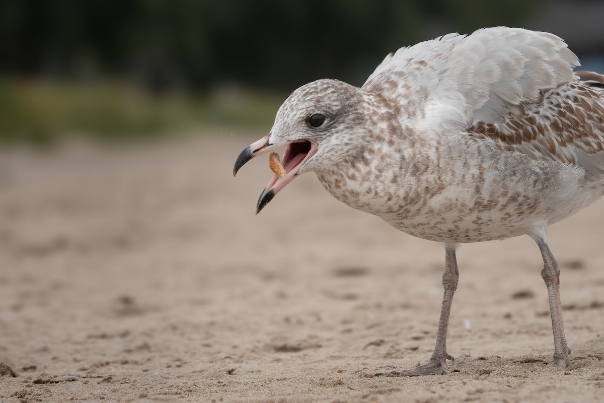 Ring-billed Gull - ML642507322