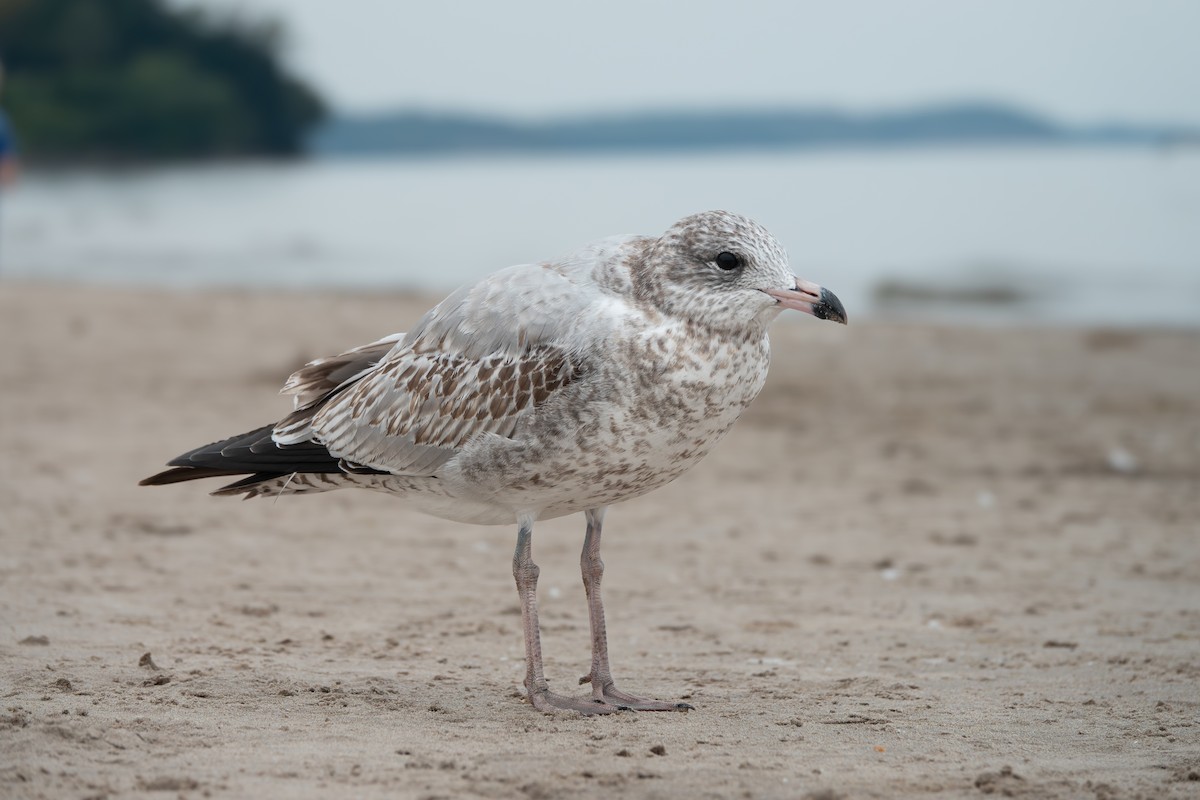 Ring-billed Gull - ML642507326