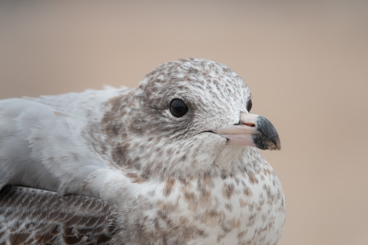 Ring-billed Gull - ML642507328