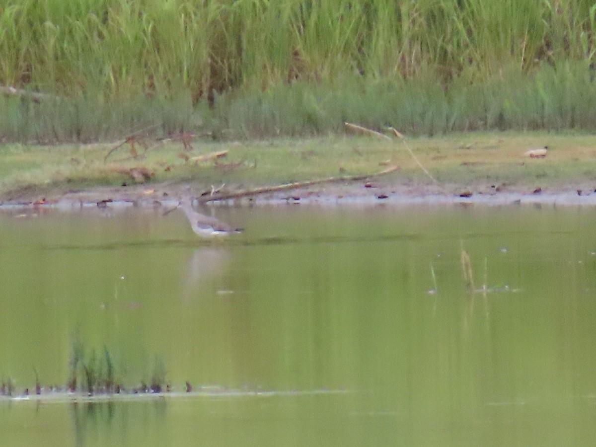 Коловодник строкатий - ML642507345