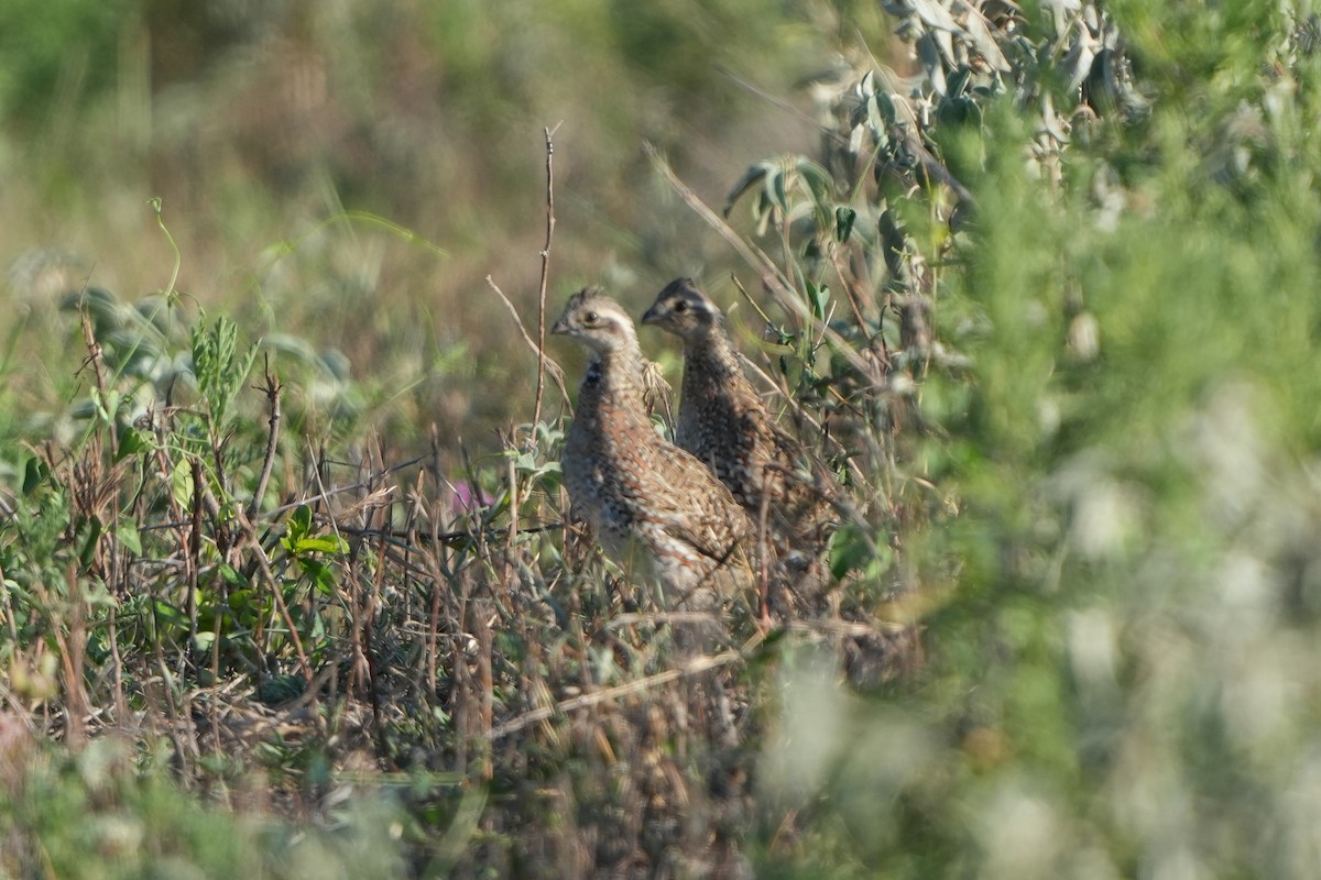 Northern Bobwhite - ML642507362
