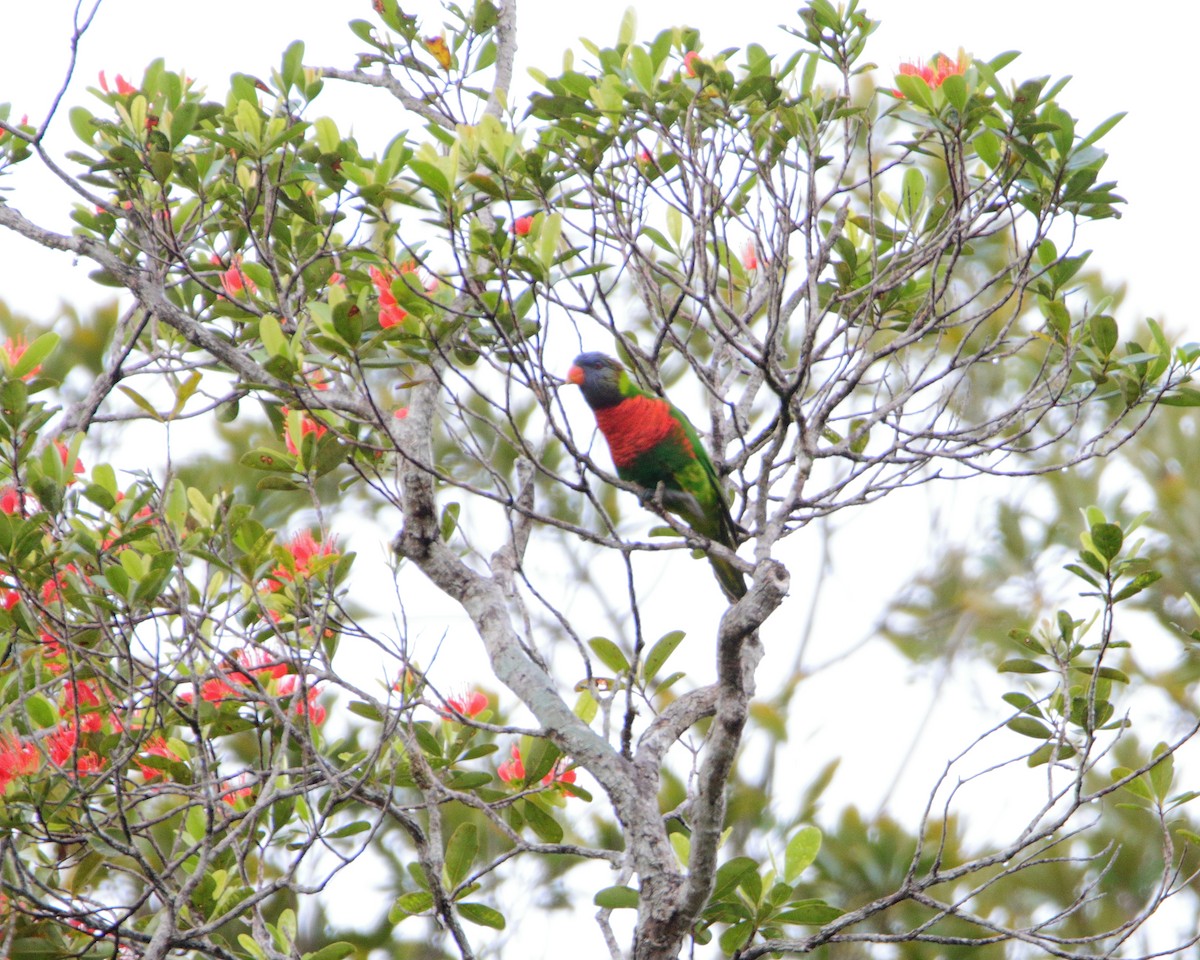 Coconut Lorikeet - ML642507364